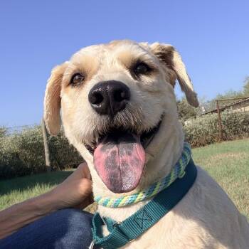 Biggie Charlie -  Poodle Dog for Adoption in Garland, Texas - Biggie Charlie | PetCurious