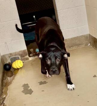 Rescue Black Labrador Retriever Dogs for Adoption in Sierra Vista, Arizona - Holey | PetCurious