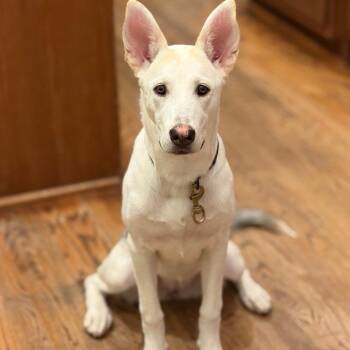 German Shepherd Dog and Husky Dogs Available for Adoption in Lucas, Texas - Luna | PetCurious