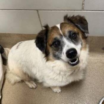 Tim Allen -  Australian Shepherd and Corgi Dog for Adoption in New York, New York - Tim Allen | PetCurious
