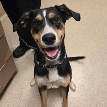 Roxanne -  Mixed Breed Dog for Adoption in Bristol, Indiana - Roxanne | PetCurious