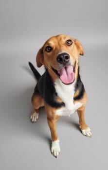 Boone -  American Foxhound Dog for Adoption in Fairfield, Connecticut - Boone | PetCurious