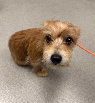 TINKERBELL -  Terrier Dog for Adoption in Ontario, California - TINKERBELL | PetCurious