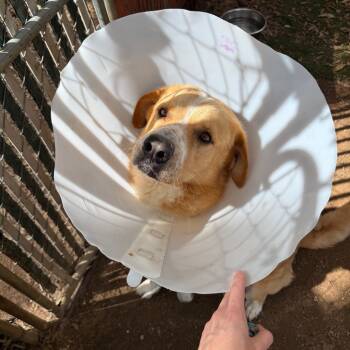 Rescue Mixed Breed Dogs for Adoption in Austin, Texas - Falkor | PetCurious