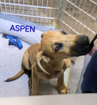 Aspen -  Shepherd and Great Dane Dog for Adoption in Thornton, Colorado - Aspen | PetCurious