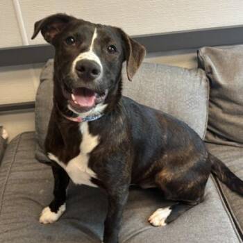 Corbet -  Mixed Breed Dog for Adoption in Lansing, Michigan - Corbet | PetCurious