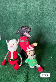 Rescue Rat Terrier and Whippet Dogs for Adoption in Mullica, New Jersey - Ezra | PetCurious