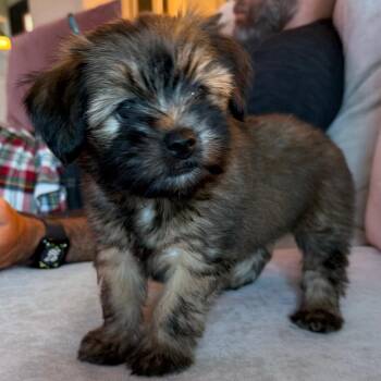Mochi -  Yorkshire Terrier and Poodle Dog for Adoption in Missouri City, Texas - Mochi | PetCurious