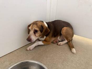 Mo -  Beagle and Chihuahua Dog for Adoption in Winchester, Indiana - Mo | PetCurious