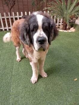 Rescue Saint Bernard Dogs for Adoption in Toronto, Ontario - GASTON | PetCurious