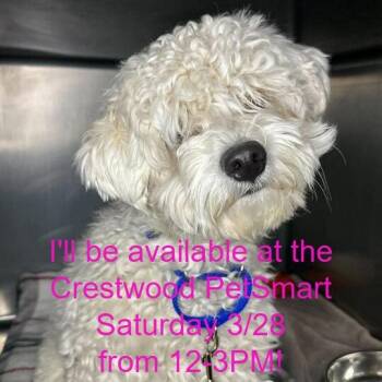 Maltese and Poodle Dogs Available for Adoption - Theo | PetCurious