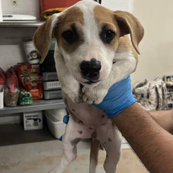 Mantis -  Mixed Breed Dog for Adoption in Edinburg, Texas - Mantis | PetCurious