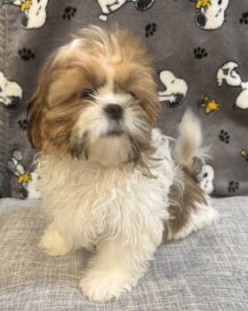 Shih Tzu Dogs Available for Sale in Baldwin, New York - Aurora  | PetCurious