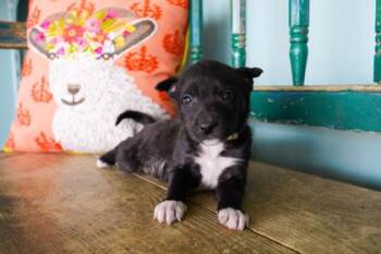 Thyme -  Border Collie and Shepherd Dog for Adoption in San Antonio, Texas - Thyme | PetCurious