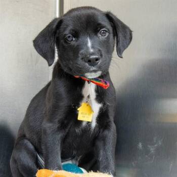 CASH -  Labrador Retriever Dog for Adoption in St. Louis, Missouri - CASH | PetCurious
