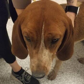 Hound and Mixed Breed Dogs Available for Adoption in Taos, New Mexico - Jolene | PetCurious