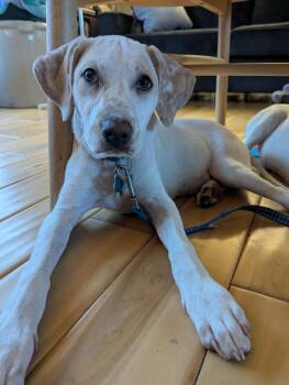 Rescue Retriever and Mixed Breed Dogs for Adoption in Minneapolis, Minnesota - Jemma | PetCurious