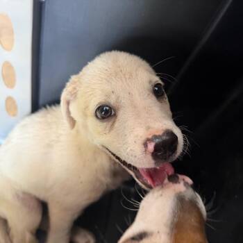 marvel -  Pit Bull Terrier Dog for Adoption in Birmingham, Alabama - Marvel | PetCurious