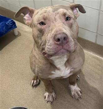 Pit Bull Terrier Dogs Available for Adoption in Derwood, Maryland - DEUCE | PetCurious
