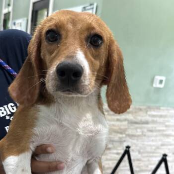 8309 aka Shakira -  Beagle Dog for Adoption in Loxahatchee Groves, Florida - 8309 Aka Shakira | PetCurious