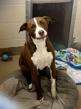 Rescue Pit Bull Terrier Dogs for Adoption in Sierra Vista, Arizona - Max | PetCurious