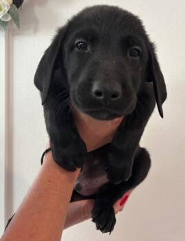 Jafar -  Labrador Retriever and Mixed Breed Dog for Adoption in Los Angeles, California - Jafar | PetCurious