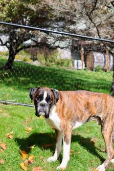 Billy -  Boxer Dog for Adoption in Duluth, Minnesota - Billy | PetCurious