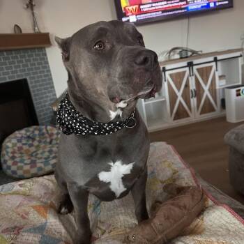Ellie -  American Staffordshire Terrier Dog for Adoption in Yuma, Arizona - Ellie | PetCurious