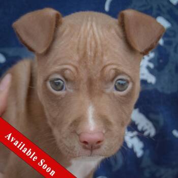 Vonya -  American Staffordshire Terrier and Boxer Dog for Adoption in Huntley, Illinois - Vonya | PetCurious