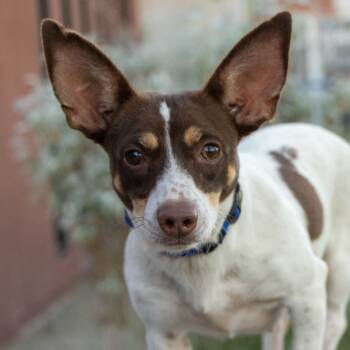 Rescue Chihuahua Dogs for Adoption in Palm Springs, California - Lani | PetCurious