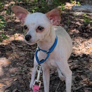 Bitsy -  Chihuahua Dog for Adoption in Boerne, Texas - Bitsy | PetCurious
