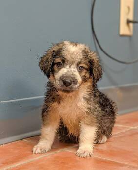 Tide - Blytheville Litter of 8 -  Australian Shepherd and Labrador Retriever Dog for Adoption in Horn Lake, Mississippi - Tide - Blytheville Litter Of 8 | PetCurious