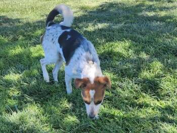Zachary -  Terrier and Beagle Dog for Adoption in Elk Grove, California - Zachary | PetCurious