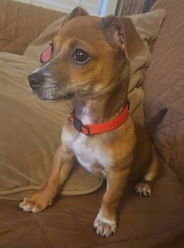 Chihuahua Dogs Available for Adoption - Georgie | PetCurious