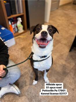 Rescue Boston Terrier and Australian Shepherd Dogs for Adoption in Pottsville, Pennsylvania - Boston | PetCurious