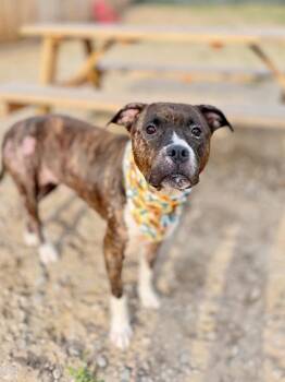 Sage -  Mixed Breed Dog for Adoption in Muskegon, Michigan - Sage | PetCurious
