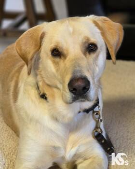 Fiji -  Labrador Retriever and Great Dane Dog for Adoption - Fiji | PetCurious
