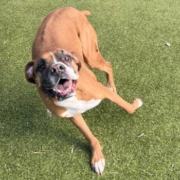 Hugo -  Boxer Dog for Adoption in Flagstaff, Arizona - Hugo | PetCurious