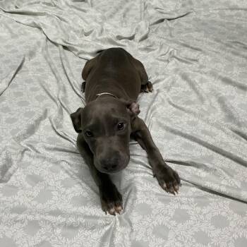 IVHS-A-143009 -  Pit Bull Terrier Dog for Adoption in San Gabriel, California - IVHS-A-143009 | PetCurious