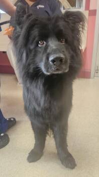 Hero -  Shepherd Dog for Adoption in Fall River, Massachusetts - Hero | PetCurious