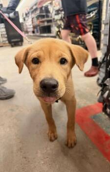 DiPietro / Daisy -  Labrador Retriever and Mixed Breed Dog for Adoption in Broomfield, Colorado - DiPietro / Daisy | PetCurious