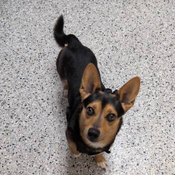 Maximillian -  Cardigan Welsh Corgi and Chihuahua Dog for Adoption in Hattiesburg, Mississippi - Maximillian | PetCurious