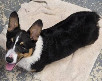 Corgi Dogs Available for Adoption in Momence, Illinois - Colby | PetCurious