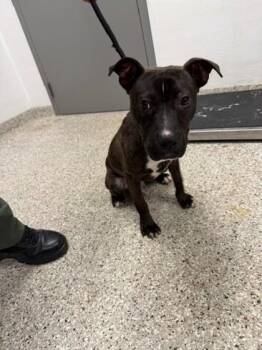 Rocky Road Ice Cream -  Terrier and Mixed Breed Dog for Adoption in Gastonia, North Carolina - Rocky Road Ice Cream | PetCurious