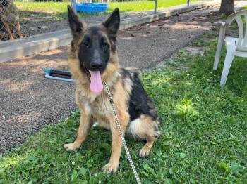 Mika -  German Shepherd Dog Dog for Adoption in Toronto, Ontario - Mika | PetCurious