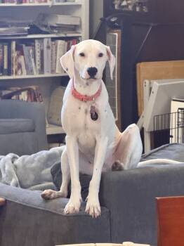 Rescue Dalmatian Dogs for Adoption in St. Petersburg, Florida - Victoria | PetCurious