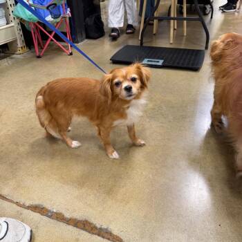 CRISTINA -  Spaniel Dog for Adoption in Waterford, New Jersey - CRISTINA | PetCurious