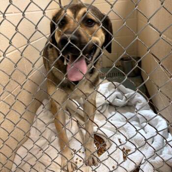 Jacob Marley -  Mixed Breed Dog for Adoption in Charleston, West Virginia - Jacob Marley | PetCurious