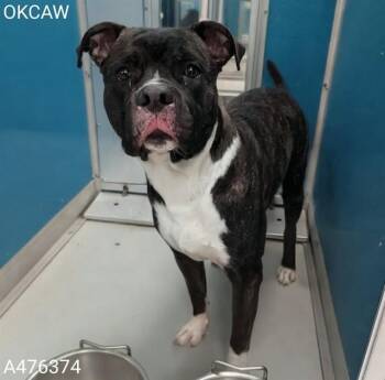 A476374 -  Pit Bull Terrier Dog for Adoption in Oklahoma City, Oklahoma - A476374 | PetCurious