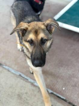 Bonno -  German Shepherd Dog and Husky Dog for Adoption in Greeneville, Tennessee - Bonno | PetCurious